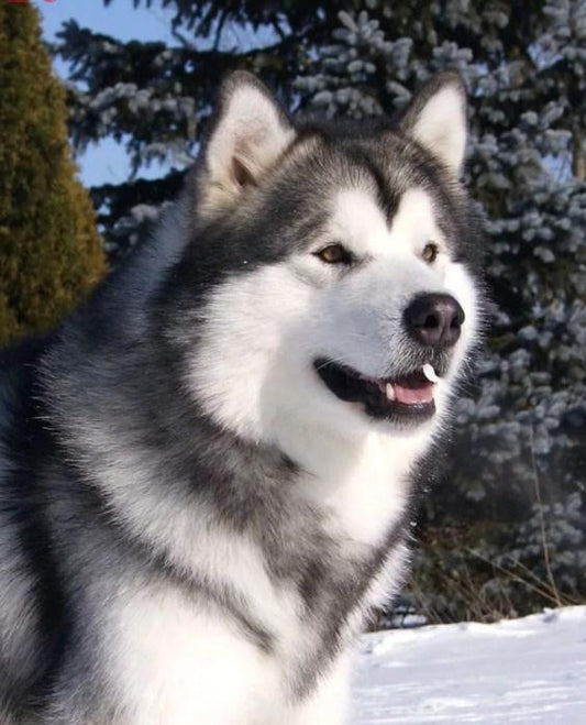 Alaskan Malamute Diamond Painting Kit - Diamond Painting