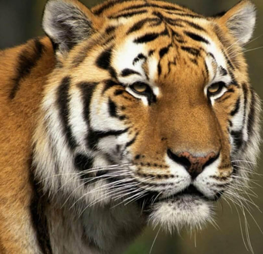 Große Katze DIY Painting Kit - Diamond Painting