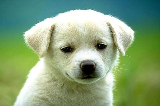 Charmanter Welpe - Malen nach Diamanten - Diamond Painting