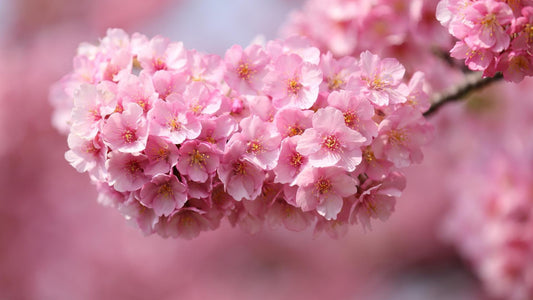 Kirschblüten - Diamond Painting Kit - Diamond Painting