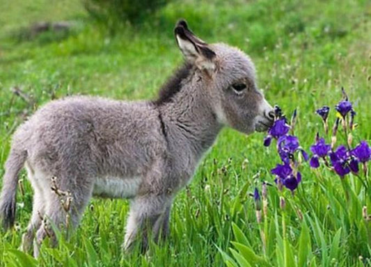 Netter Baby-Esel - Diamond Painting