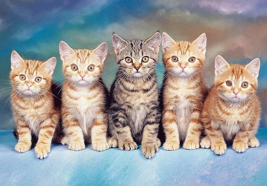 Nette Gruppe von Katzen Diamond Painting - Diamond Painting