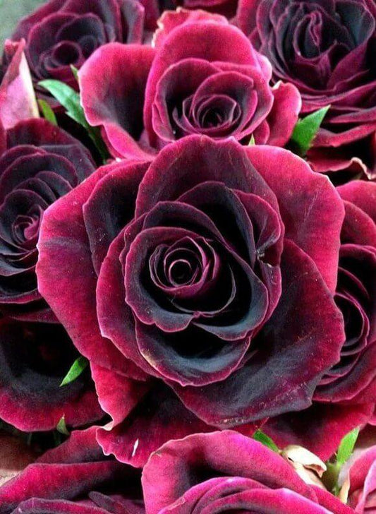 Dunkelrote Rosen Diamond Painting - Diamond Painting