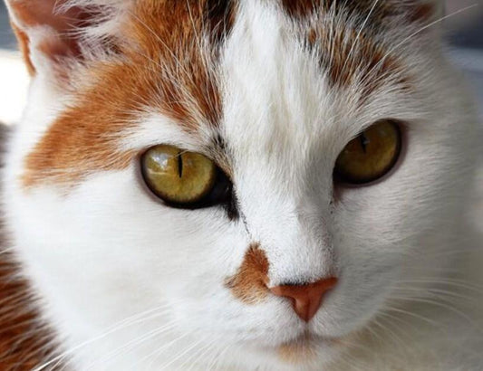 Katze Diamond Painting Kit - Diamond Painting