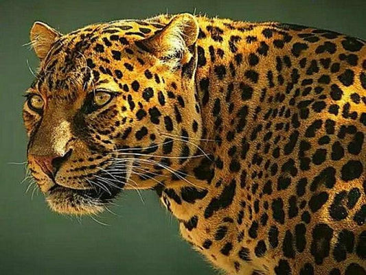 Guyana Jaguar - Farbe mit Diamanten - Diamond Painting