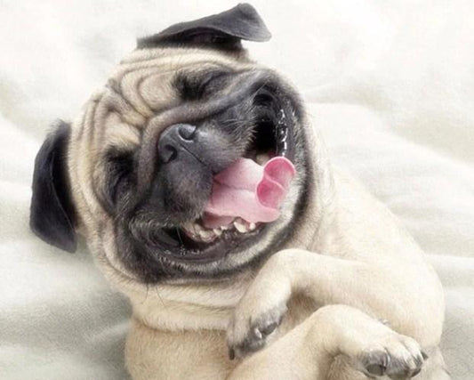 Glücklicher Hund Malerei Kit - Diamond Painting