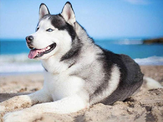 Husky am Strand Diamond Painting - Diamond Painting