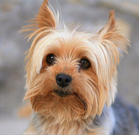 Lhasa Apso Diamond Painting - Diamond Painting