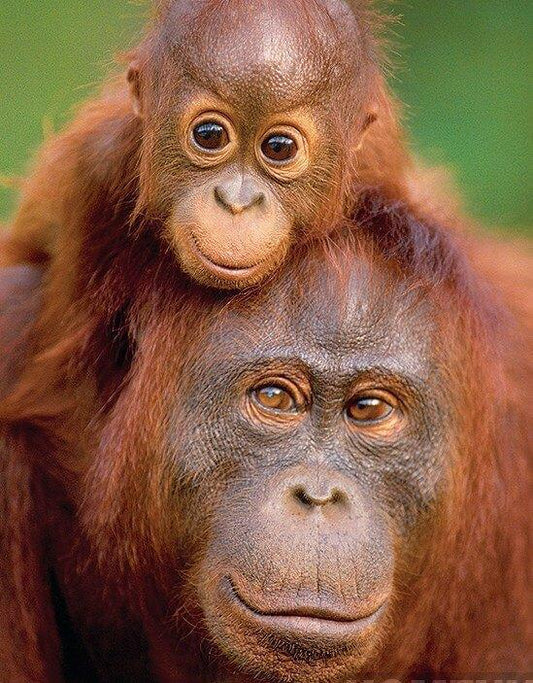 Affe mit kleinem Baby - Diamond Painting