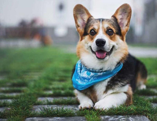 Pembroke Welsh Corgi - Malen mit Diamanten - Diamond Painting