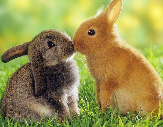 Kaninchenpaar DIY-Malerei - Diamond Painting