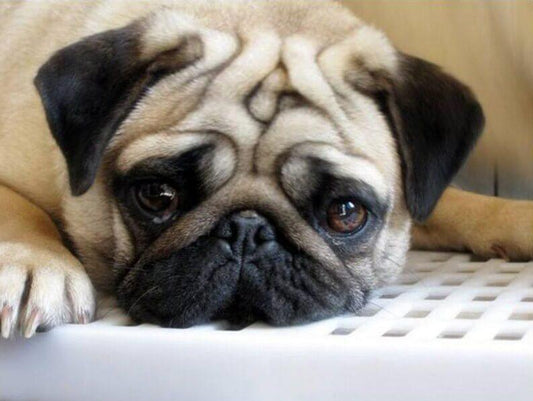 Traurige Mops-Hundemalerei - Diamond Painting