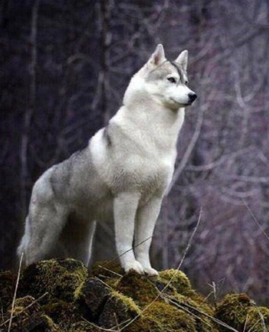 Siberian Husky - Malen mit Diamanten - Diamond Painting