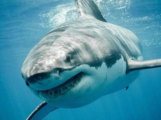 Hai im blauen Wasser - Diamond Painting