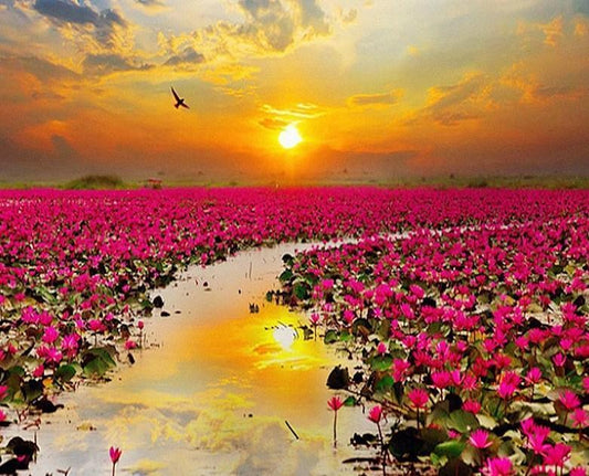 Sonnenuntergang & Blumenfelder - Diamond Painting