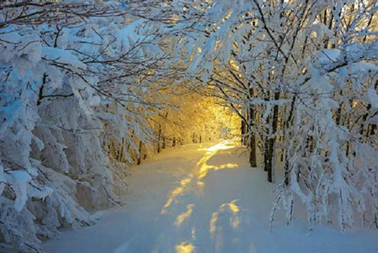 Sonnenschein im verschneiten Wald - Diamond Painting