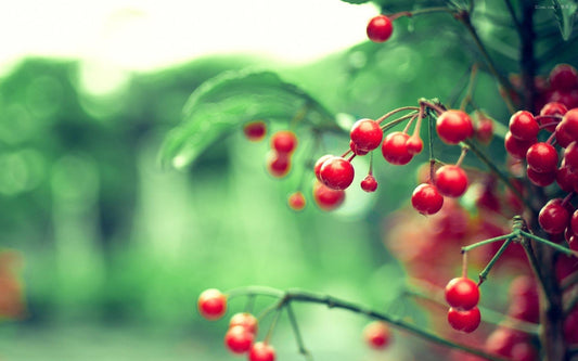 Zweig rote Beeren Blätter - Diamond Painting