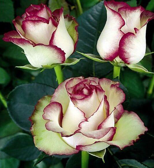 Weiße Rosen mit roten Spitzen - Diamond Painting