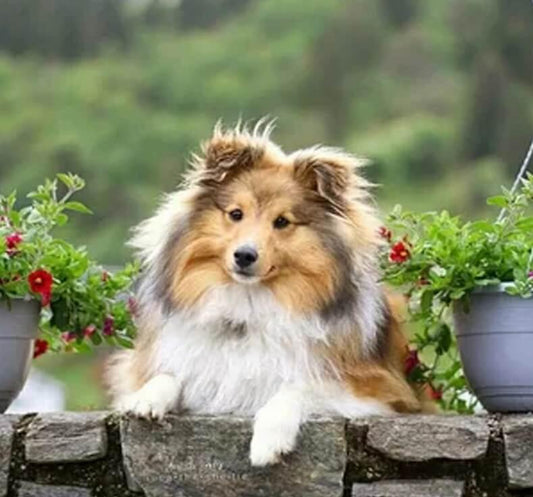 Sheltie Schilderijen Diamond Painting - Diamond Painting