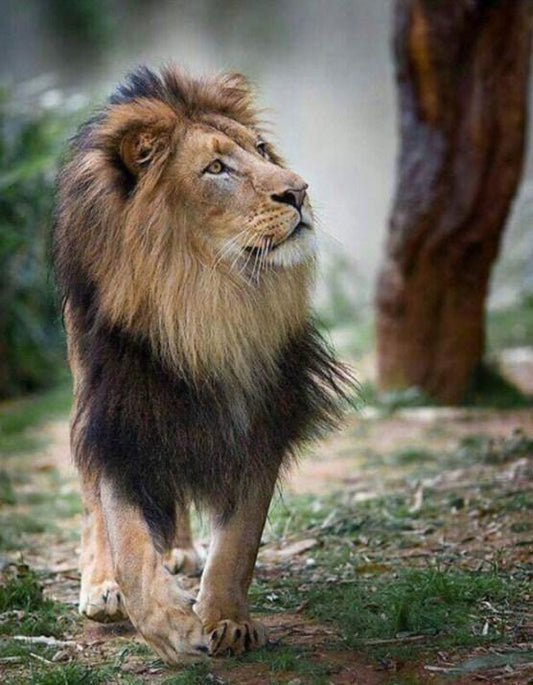 Schöner Löwe mit langen Haaren - Diamond Painting