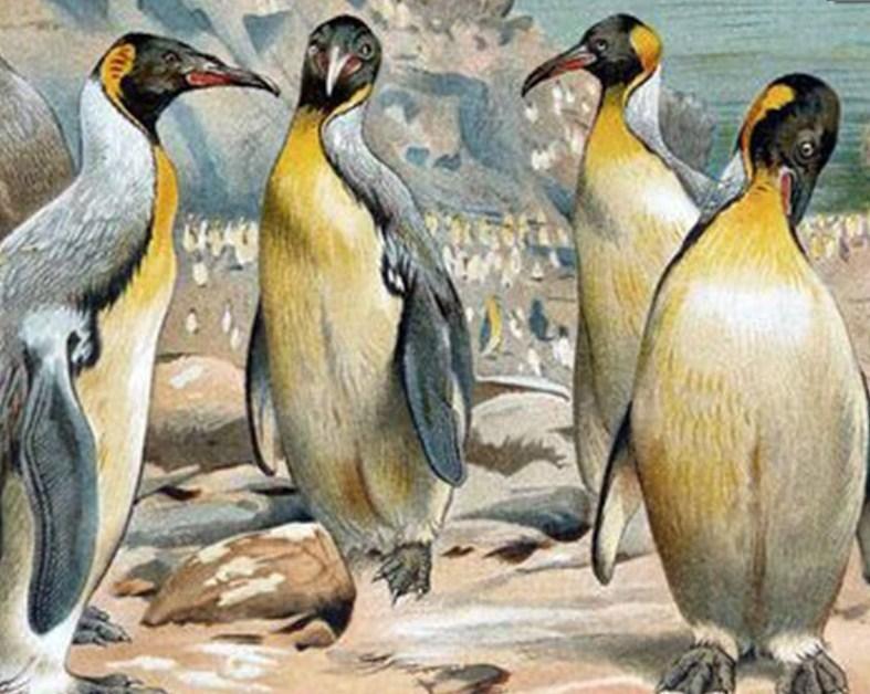 Schöne Pinguine - Malen mit Diamanten - Diamond Painting