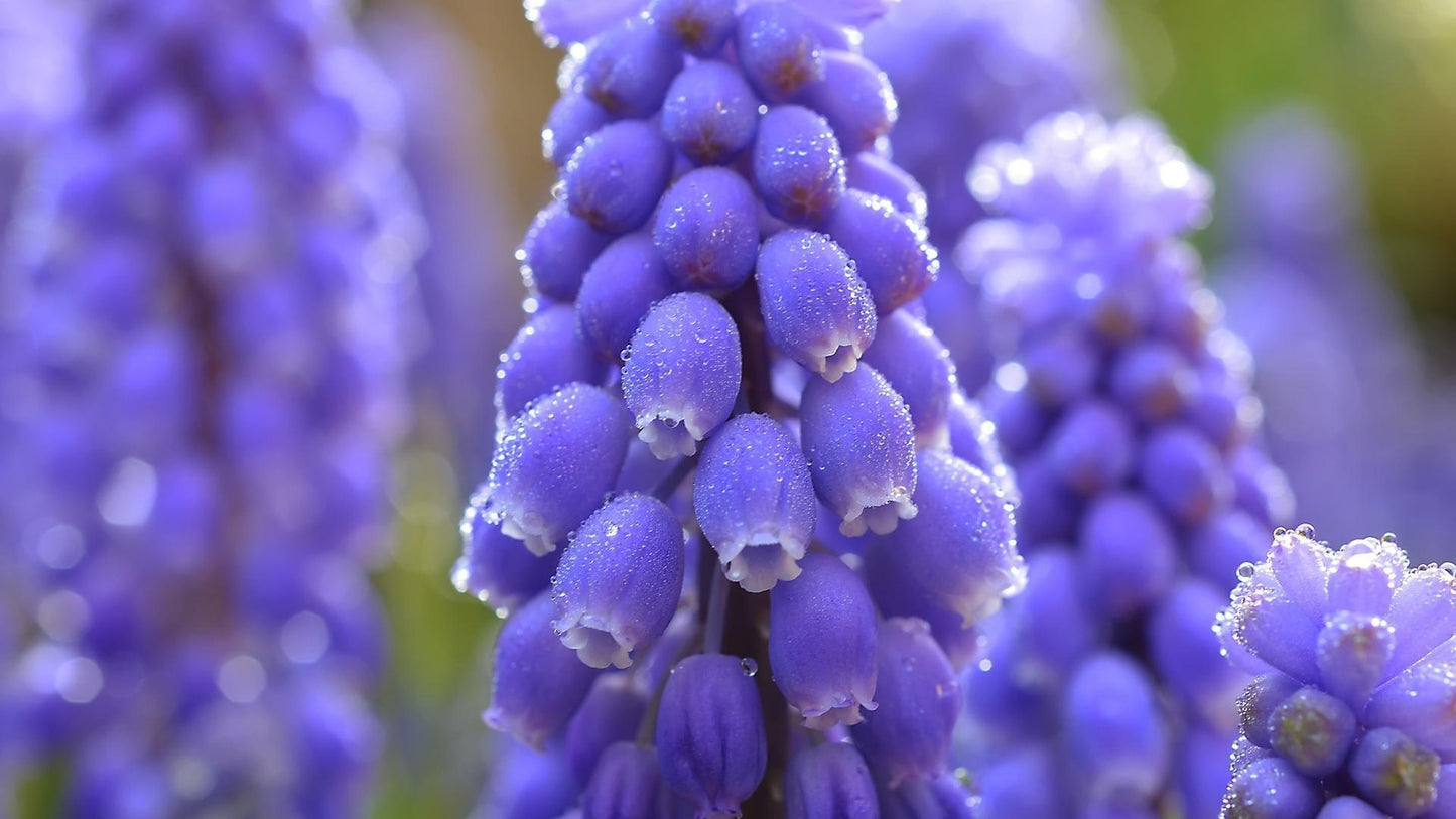 Blaue Muscari Blumen - Diamond Painting