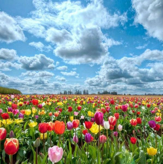 Bewölkter Himmel und bunte Tulpen - Diamond Painting