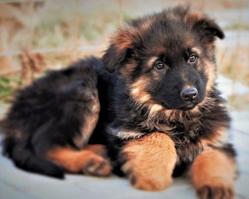 Netter Deutscher Schäferhund Welpe - Diamond Painting