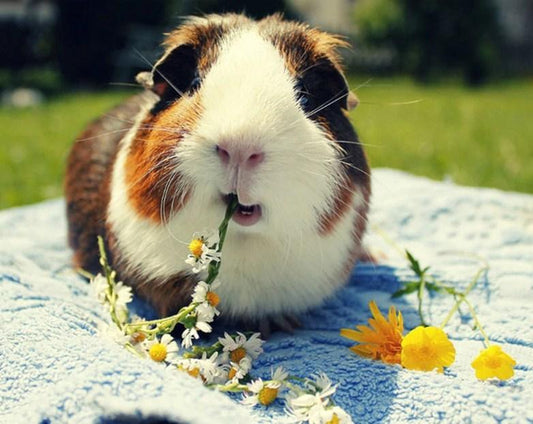 Nettes Meerschweinchen, das Blumen isst - Diamond Painting