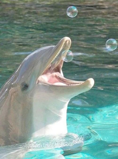 Delphin spielt mit Blasen - Diamond Painting