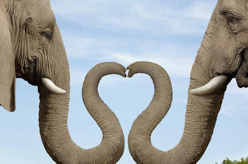 Elefanten machen Herz mit Stämmen - Diamond Painting