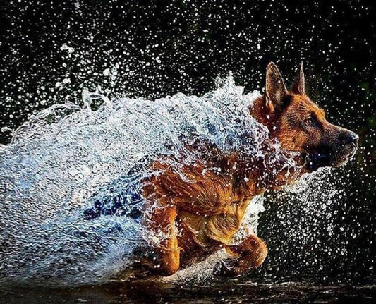 Deutscher Schäferhund läuf im Wasser - Diamond Painting