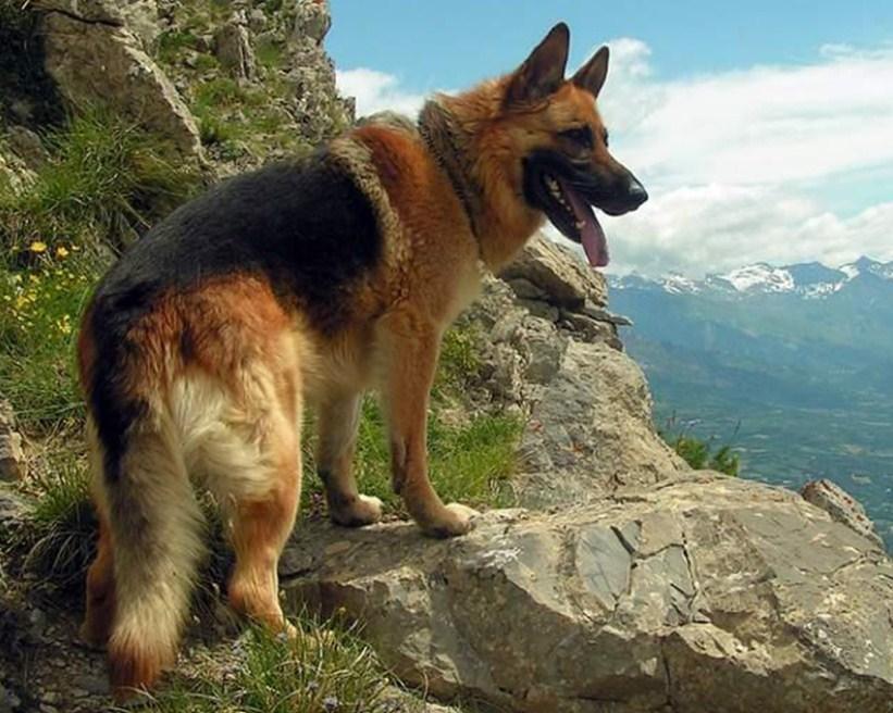 Deutscher Schäferhund in den Bergen - Diamond Painting