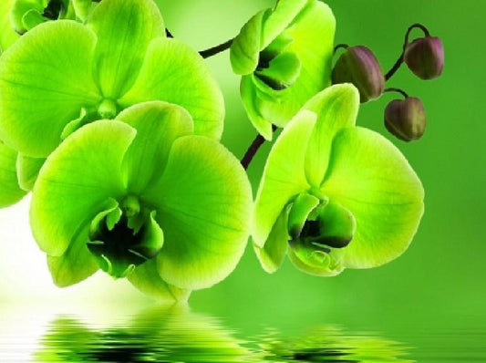 Grüne Orchideen - Farbe von Diamanten - Diamond Painting