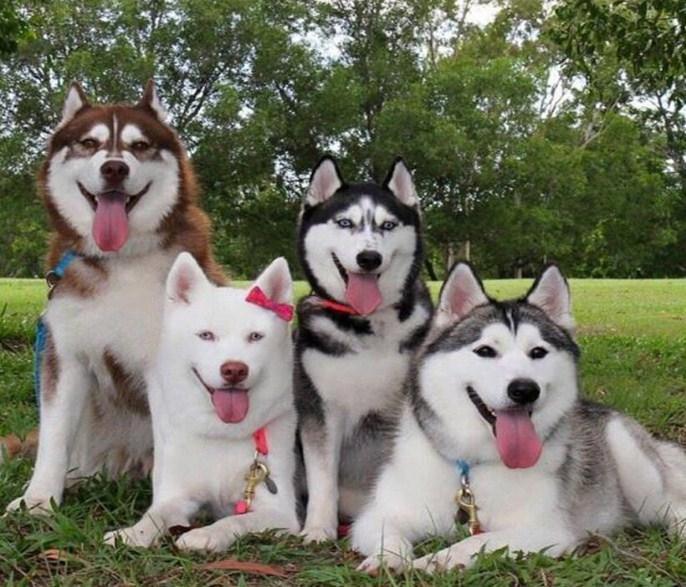 Glückliche Huskys mit Zungen heraus - Diamond Painting