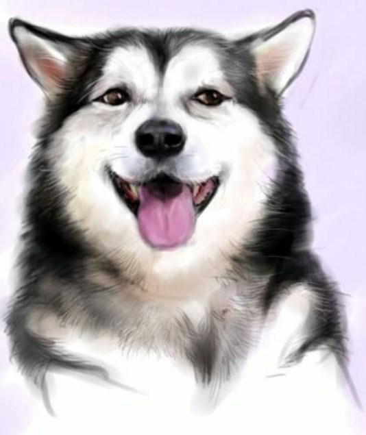 glücklich husky - Malen mit Diamanten - Diamond Painting