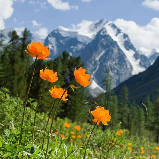 Hohe Berge & gelbe Blumen - Diamond Painting