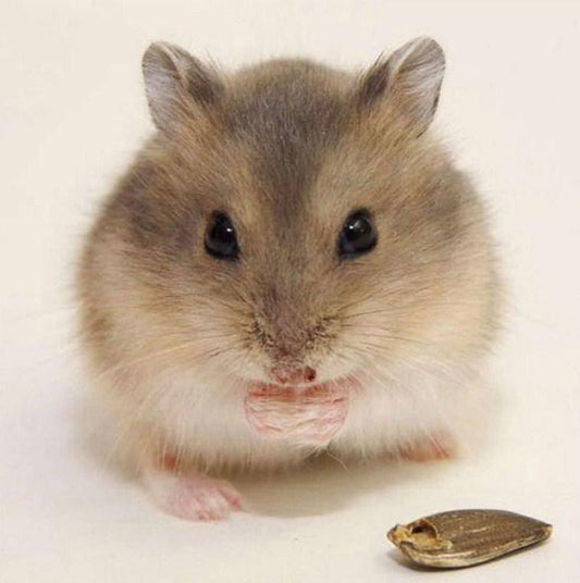 Kleiner Hamster Diamond Painting - Diamond Painting