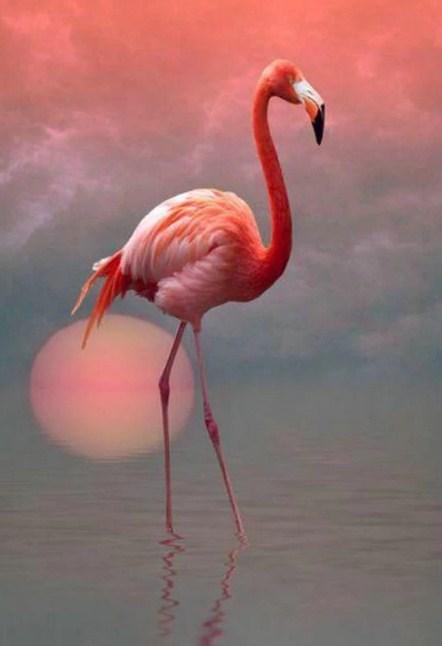 Einsamer Flamingo & Sonnenuntergang - Diamond Painting