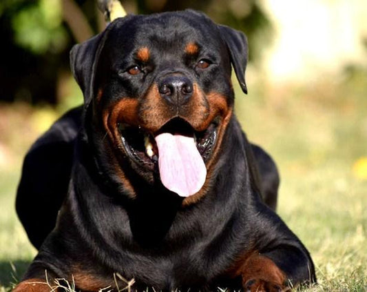 Rottweiler gähnt- Diamond Painting - Diamond Painting