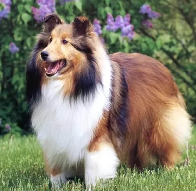 Sheltie Diamond Painting Kit - Diamond Painting