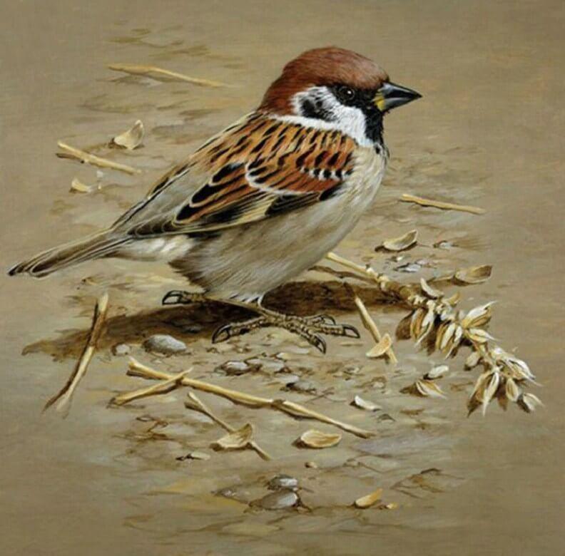 Spatz DIY Malerei Kit - Diamond Painting