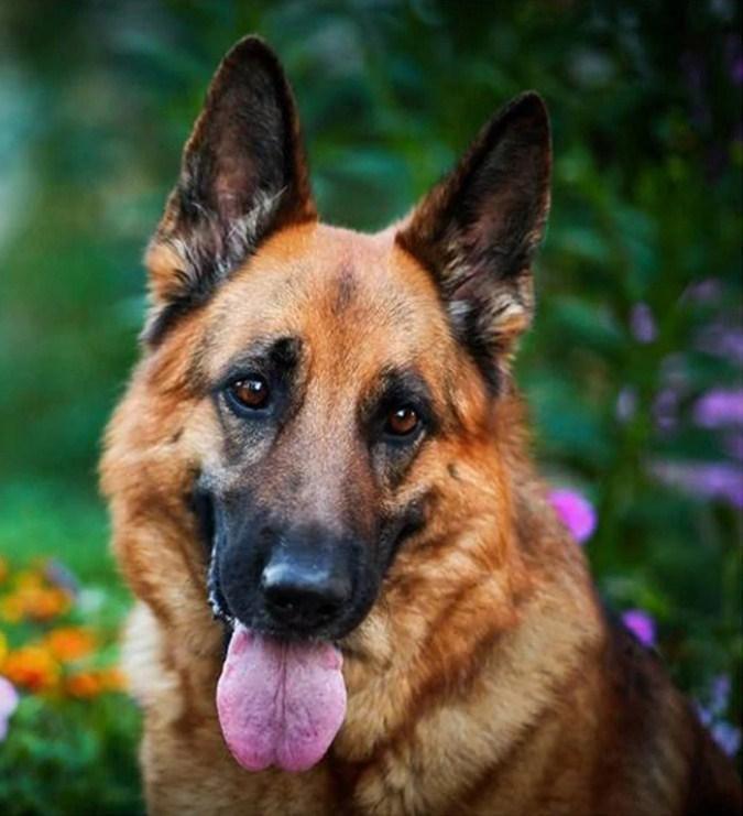 Atemberaubender Schäferhund - Diamond Painting