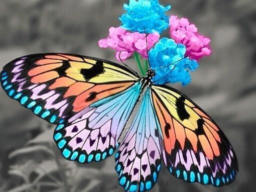 Atemberaubender Schmetterling & Blumen - Diamond Painting