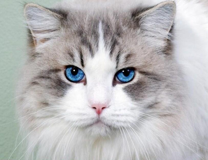 Atemberaubende Katze mit blauen Augen - Diamond Painting