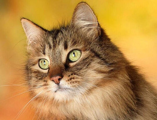 Süße Katze mit starren Augen - Diamond Painting