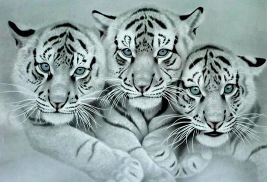 Drei weiße Tiger - Diamond Painting