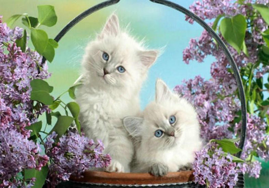 Weiße Katzen mit blauen Augen - Diamond Painting