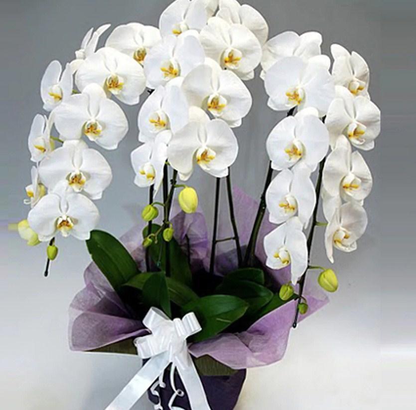 weißen Orchideen Diamond Painting - Diamond Painting