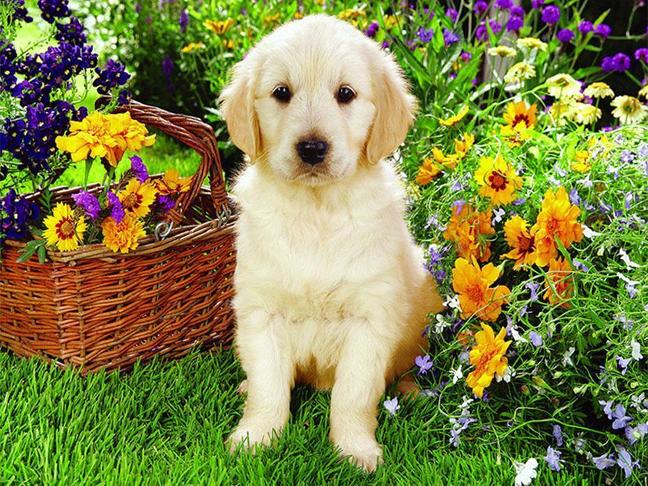 Weißer Hund sitzt in Blumen - Diamond Painting